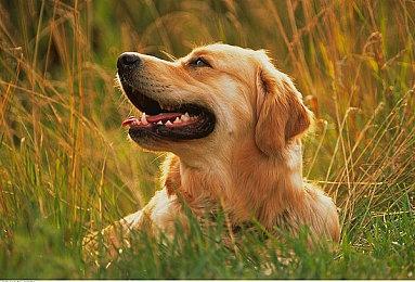 《战锤40K：星际战士2》“听从战争的召唤”宣传片 9月9日发售